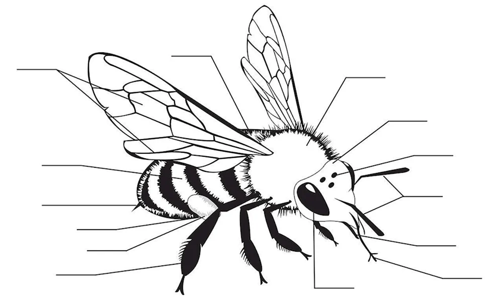 Beeeee Zeichnung für ältere Kinder