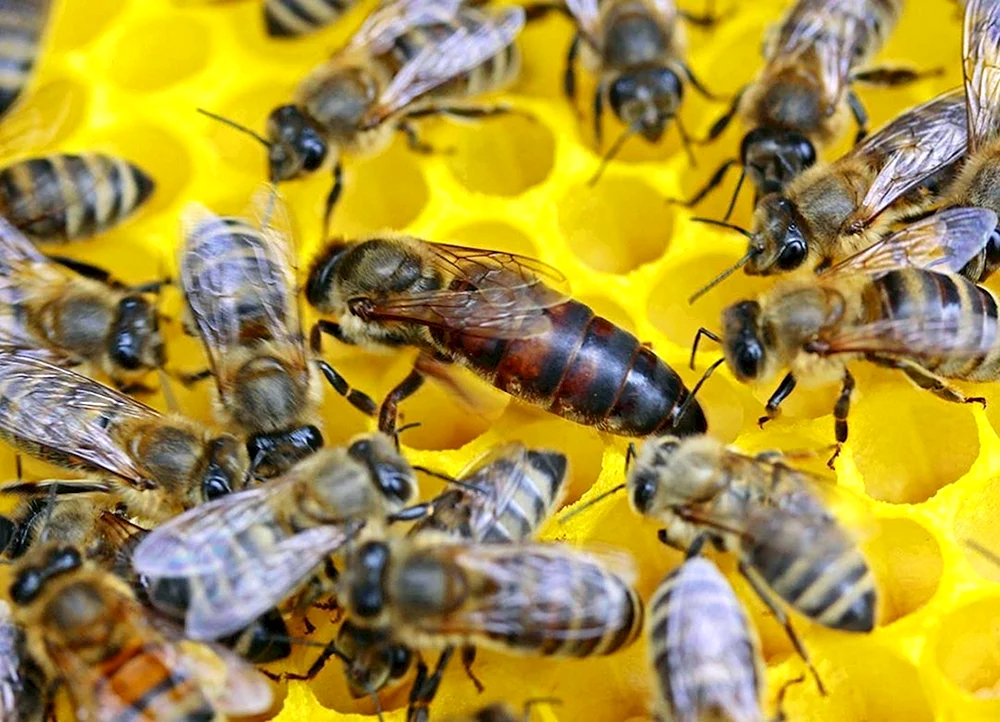 Carnica Karpaten Buckfast Bienenpaarung