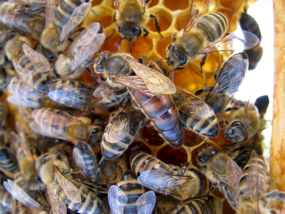 Bienenfreundin Carnica Karpaten Buckfast