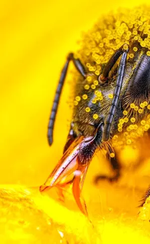 Bienenpollen