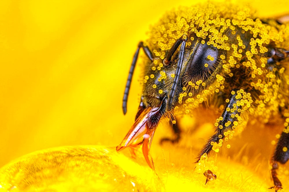 Bienenpollen