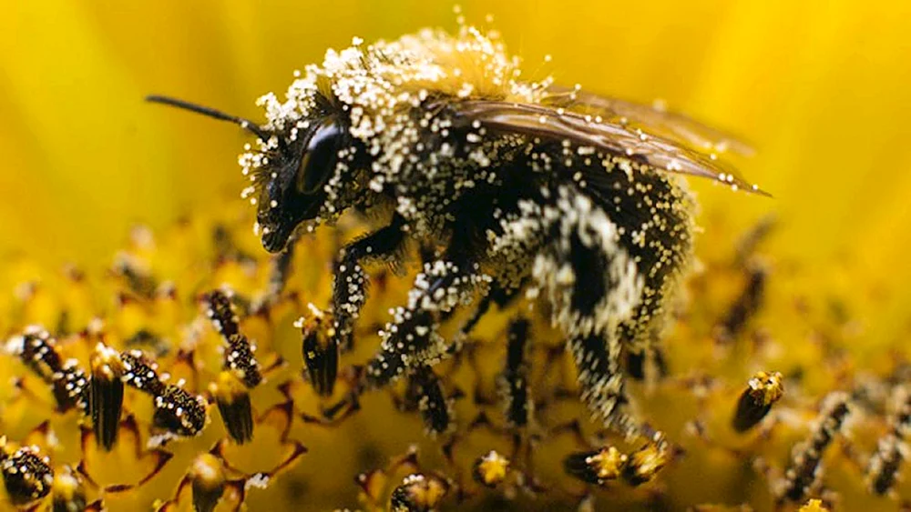 Bienenpollen