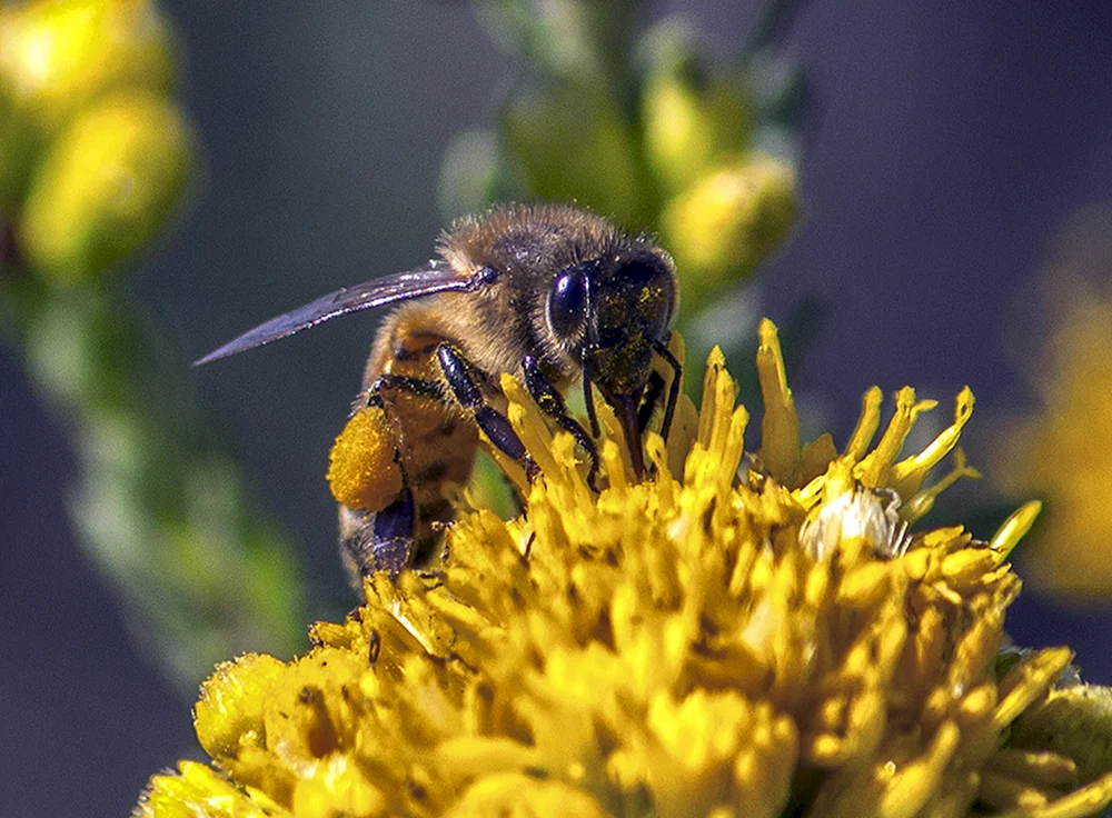 Baschkirische Biene