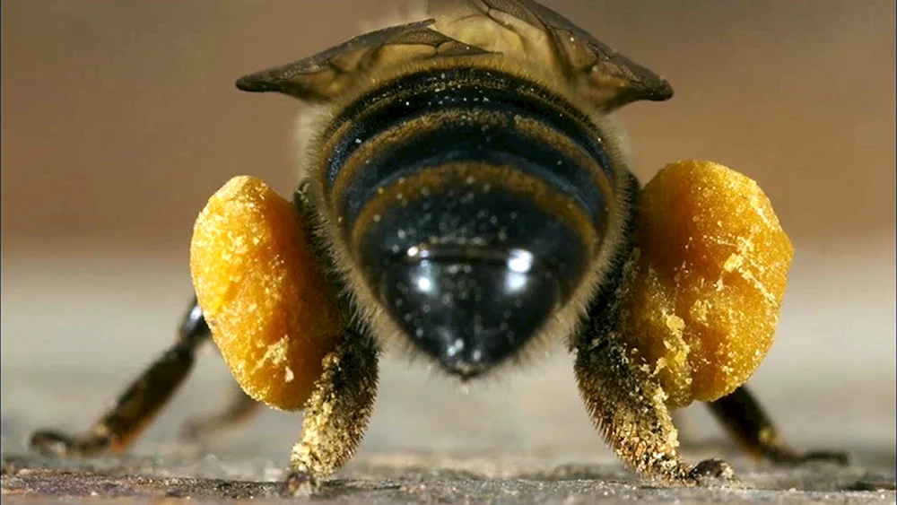 Bienenpollen