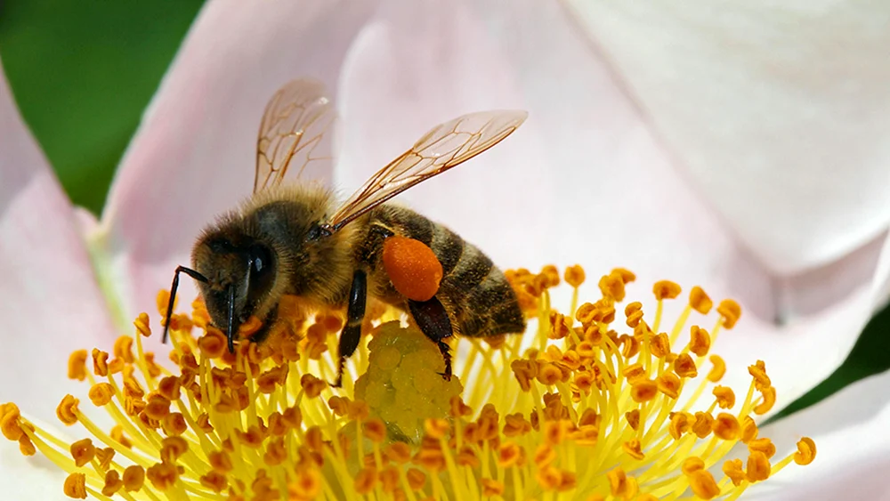 Bienenpollen