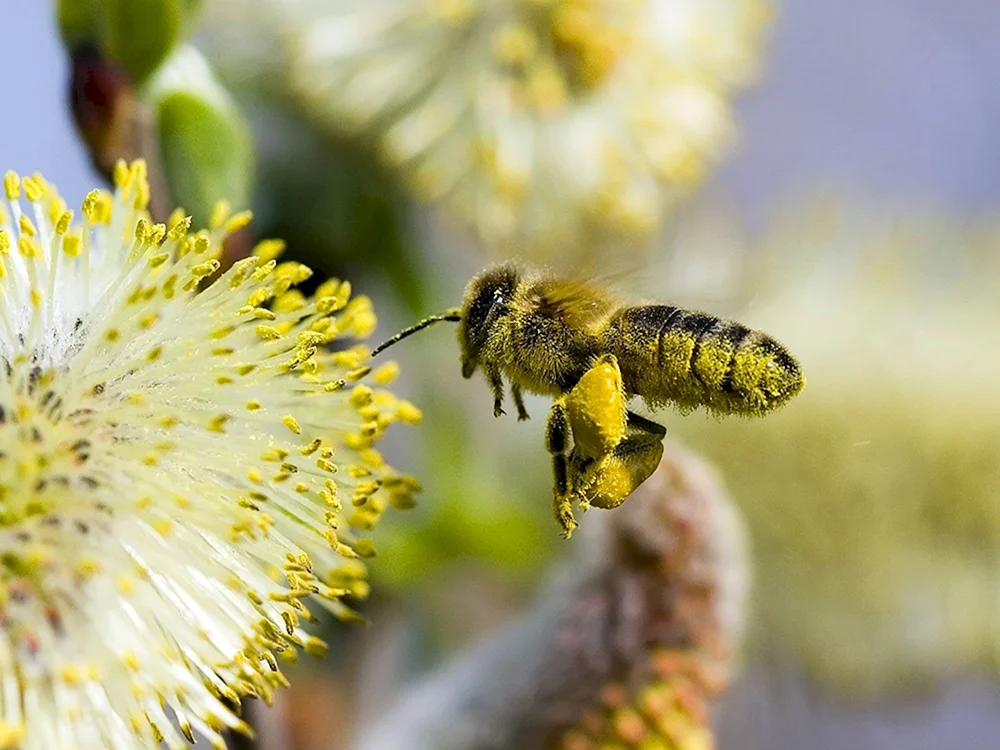 Bienenpollen
