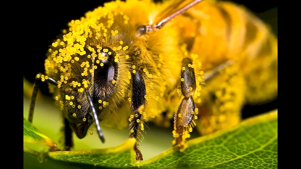 Bienenpollen