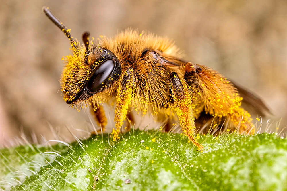 Bienenpollen