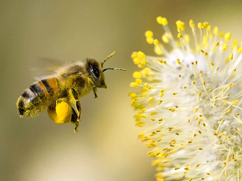 Bienenpollen