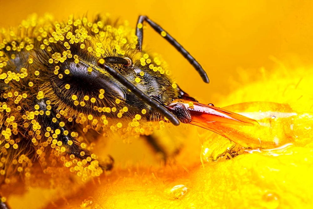 Bienenpollen
