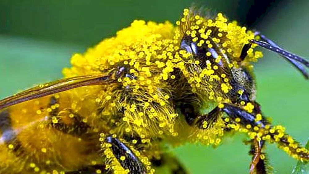 Bienenpollen