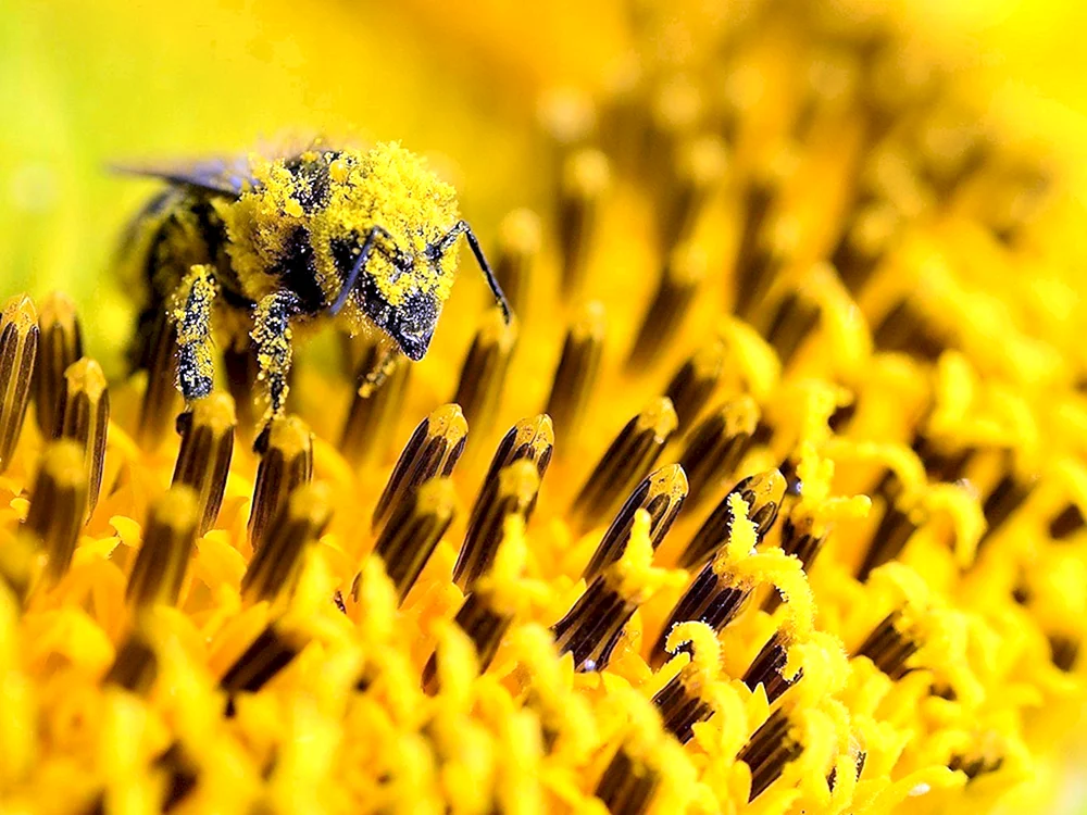 Bienenpollen