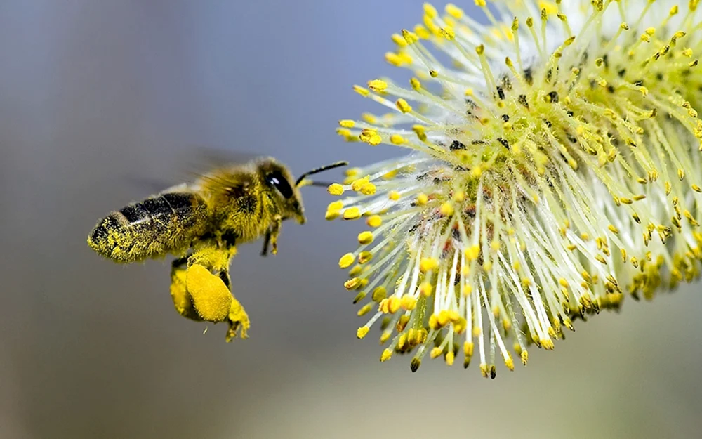 Bienenpollen