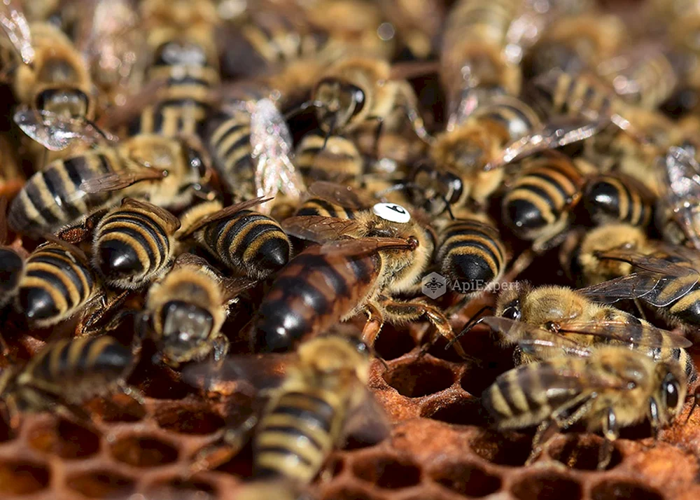 Bienenfreundin Carnica Karpaten Buckfast
