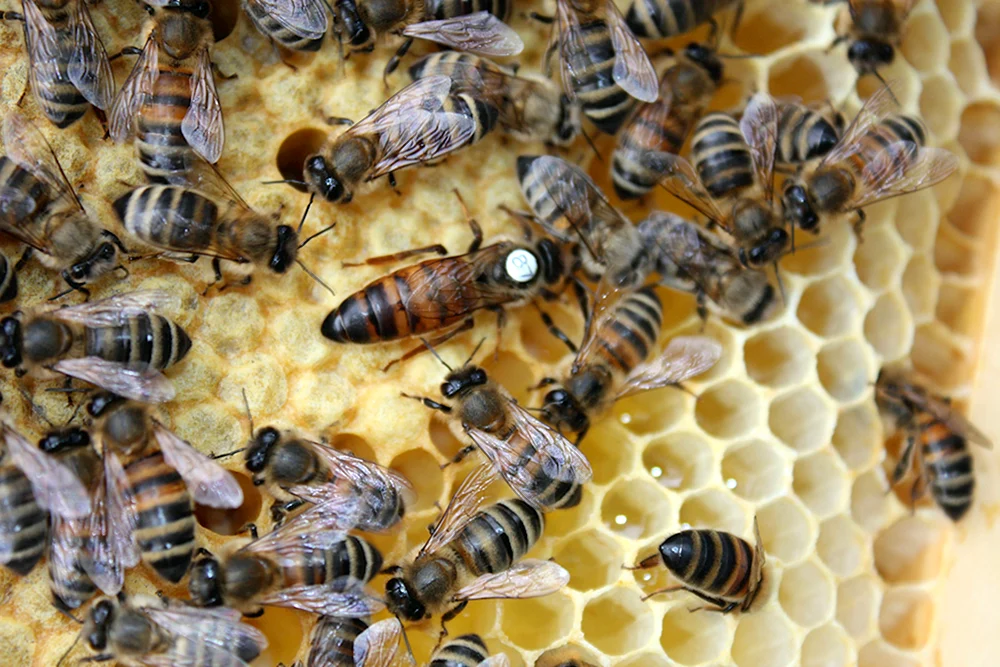 Bienenfreundin Carnica Karpaten Buckfast