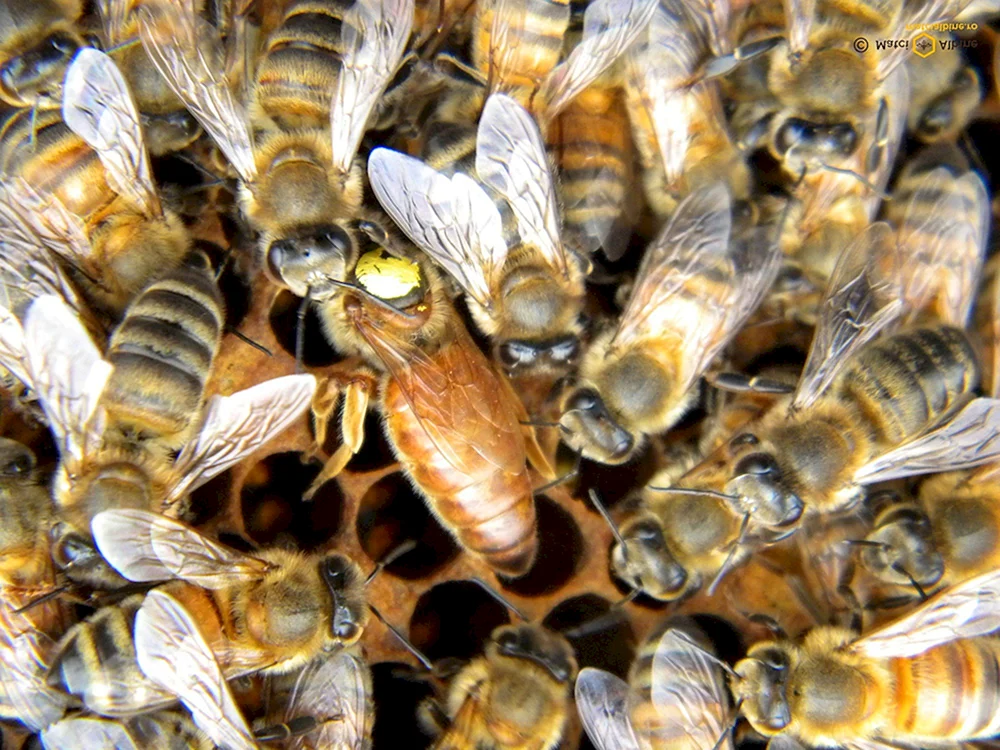 Carnica Karpaten Buckfast Bienenbrut