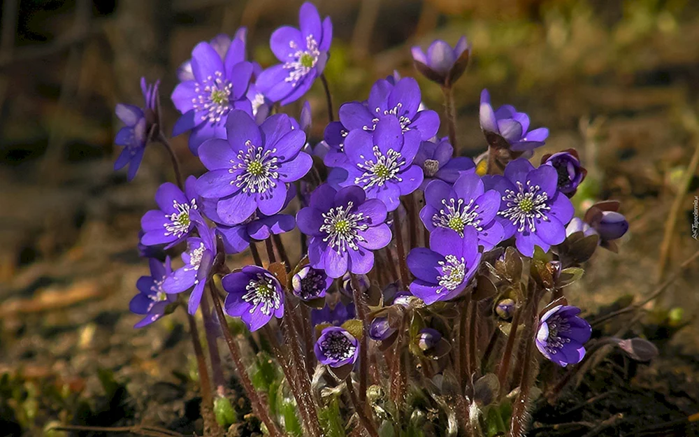 Blumen im Wald