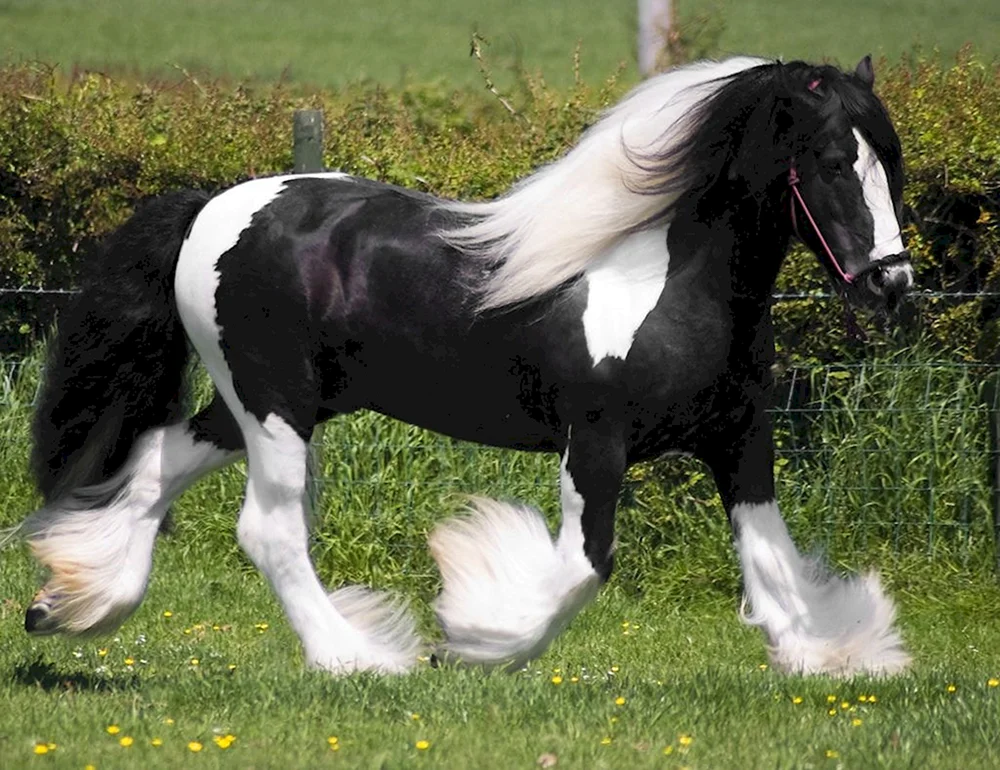 Pegga Friesenpferd