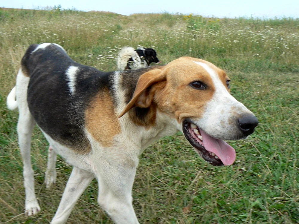 Russischer Jagdhund Windhund