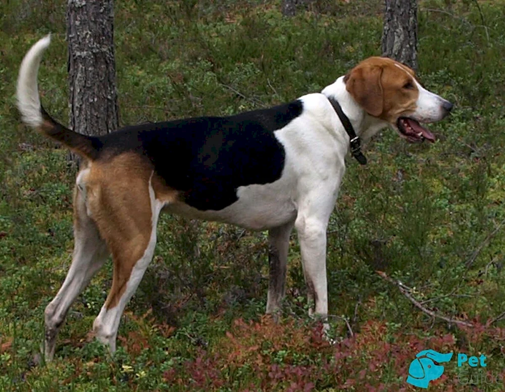 Russischer Jagdspaniel