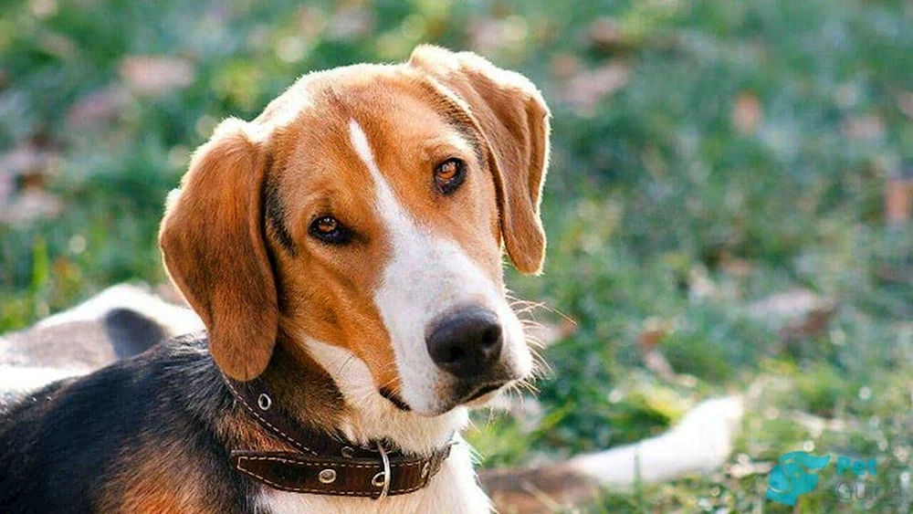 Sibirischer Jagdhund