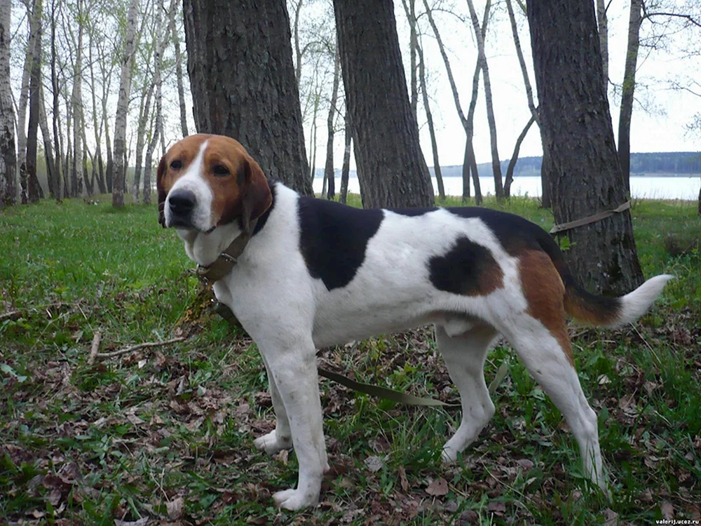 Russischer Jagdhund