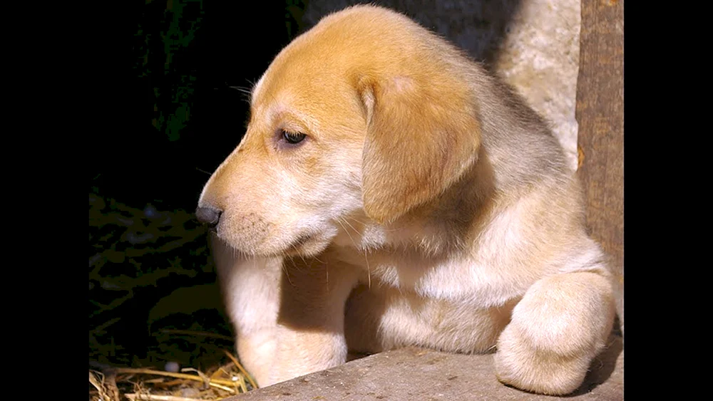 Russischer Windhund Welpen