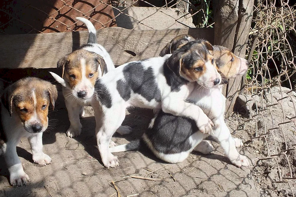 Russischer Windhund Welpen