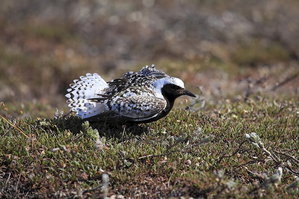 Tundra Schneehuhn