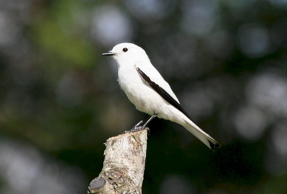 Kleinvögel
