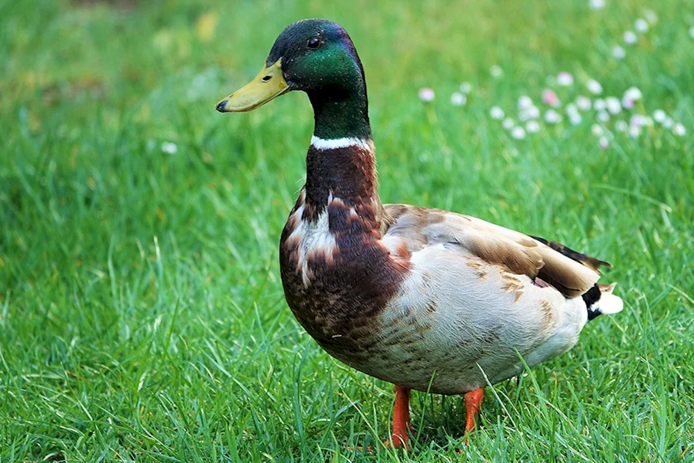 Wildente. Wildente