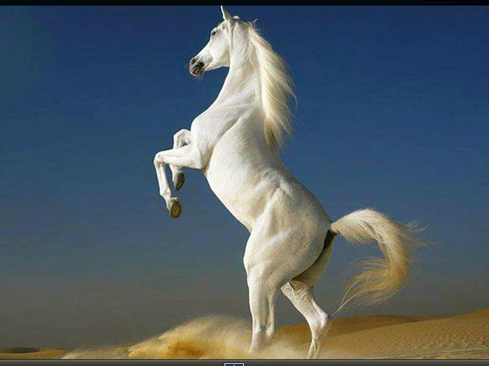 Wilder Wrangler Mustang