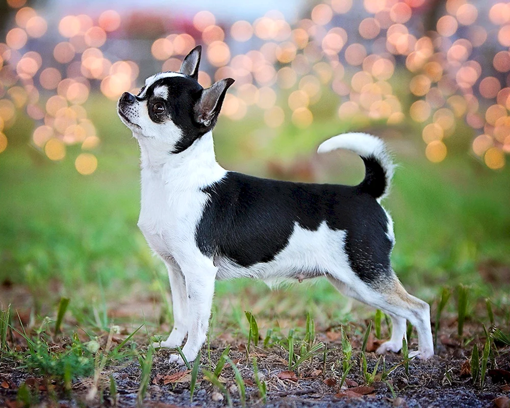 Pegian Chihuahua