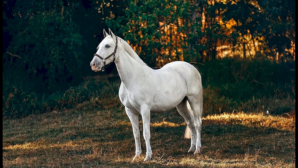 Friesischer Albino Pferd
