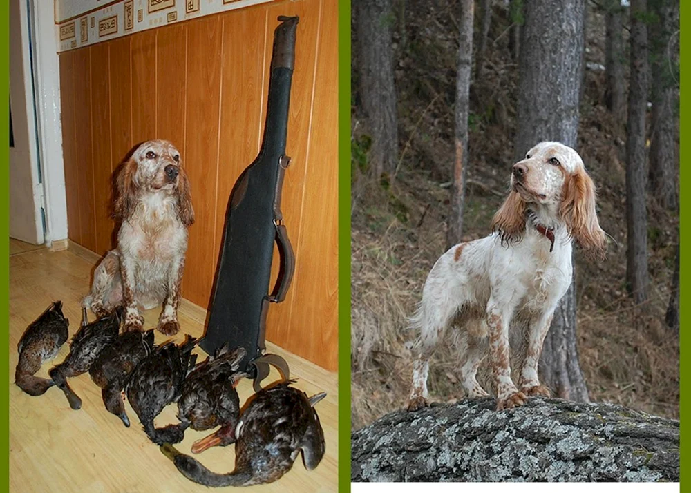 Welsh spaniel Springer Spaniel
