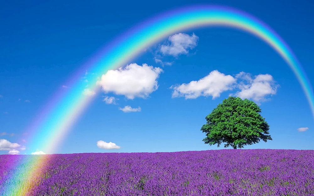 Regenbogen