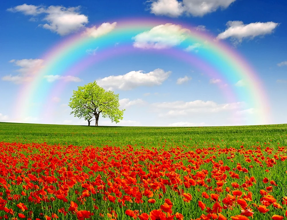 Regenbogen