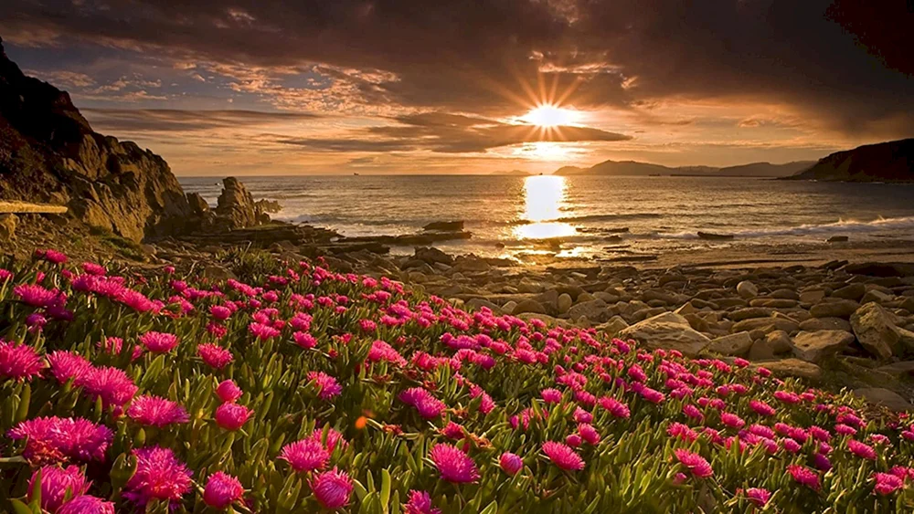 Blumenlandschaft