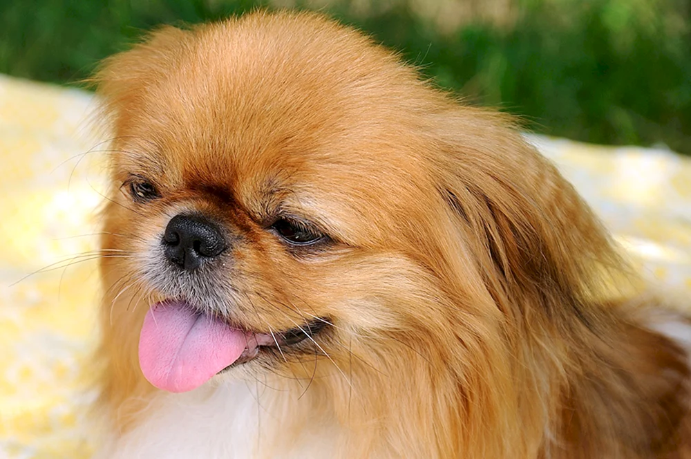 Chihuahua Welpen