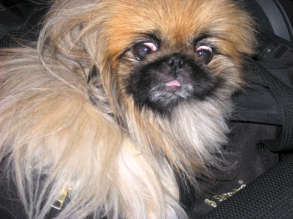 Pekingese