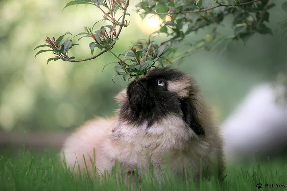 Pekingese