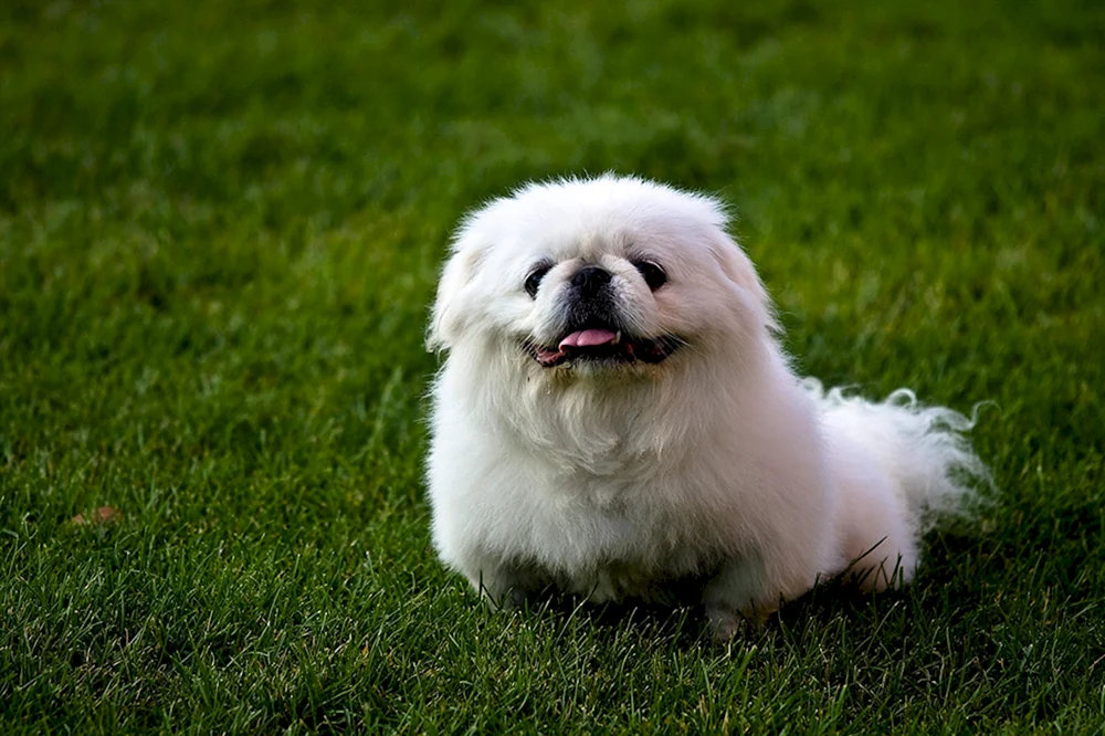 Imperial Pekingese weiß weißer Pekingese