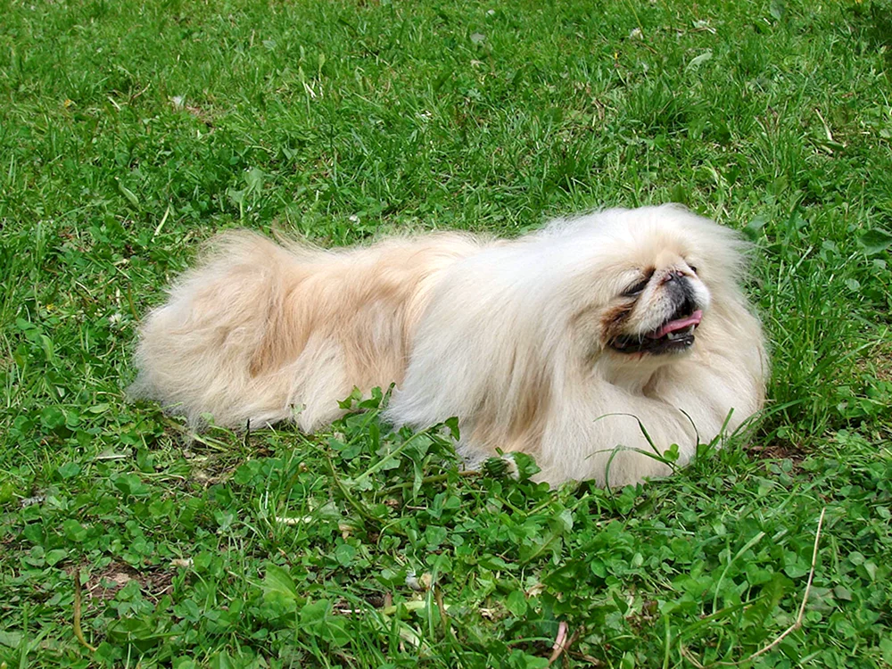 Pekingese albino