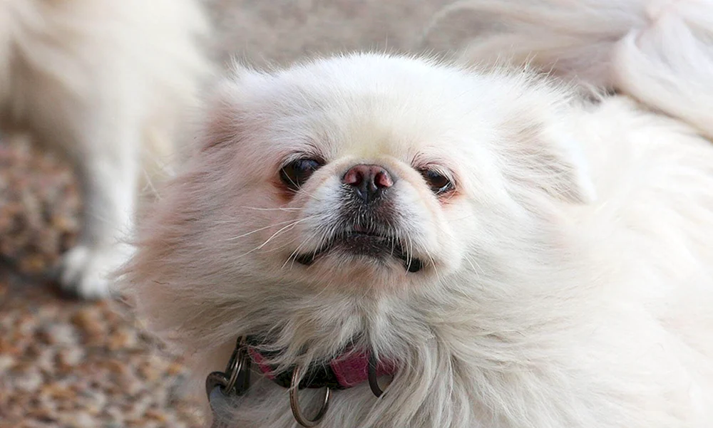 Pekingese albino
