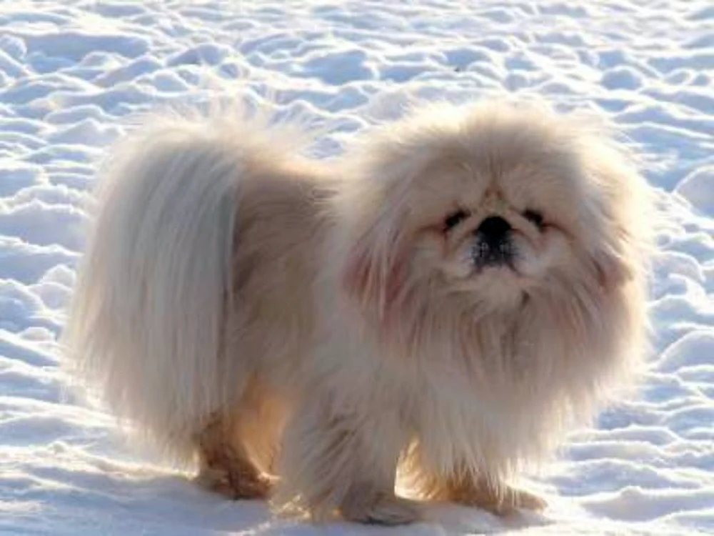 Imperial Pekingese