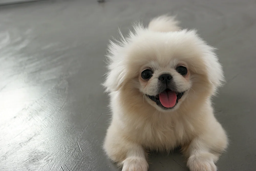 Pekingese weiß Welpe