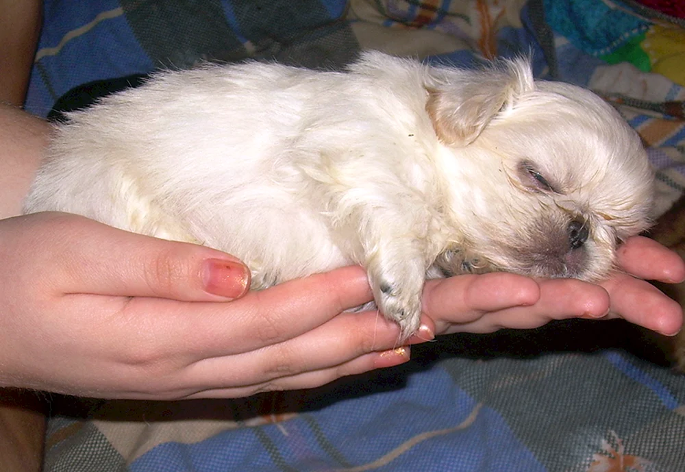 Pekingese weiß Welpe