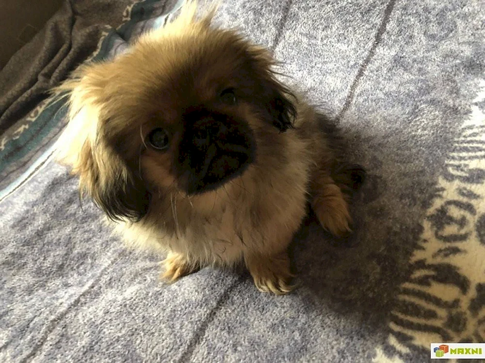Pekingese mit Bolognese