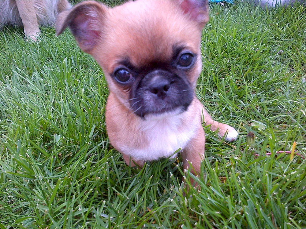 Chihuahua Chinese Crested Tuxedo chiwini