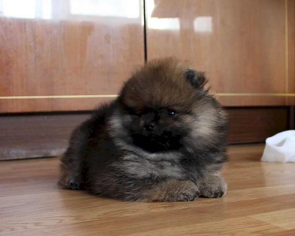 Spitz und Pekingese Métis